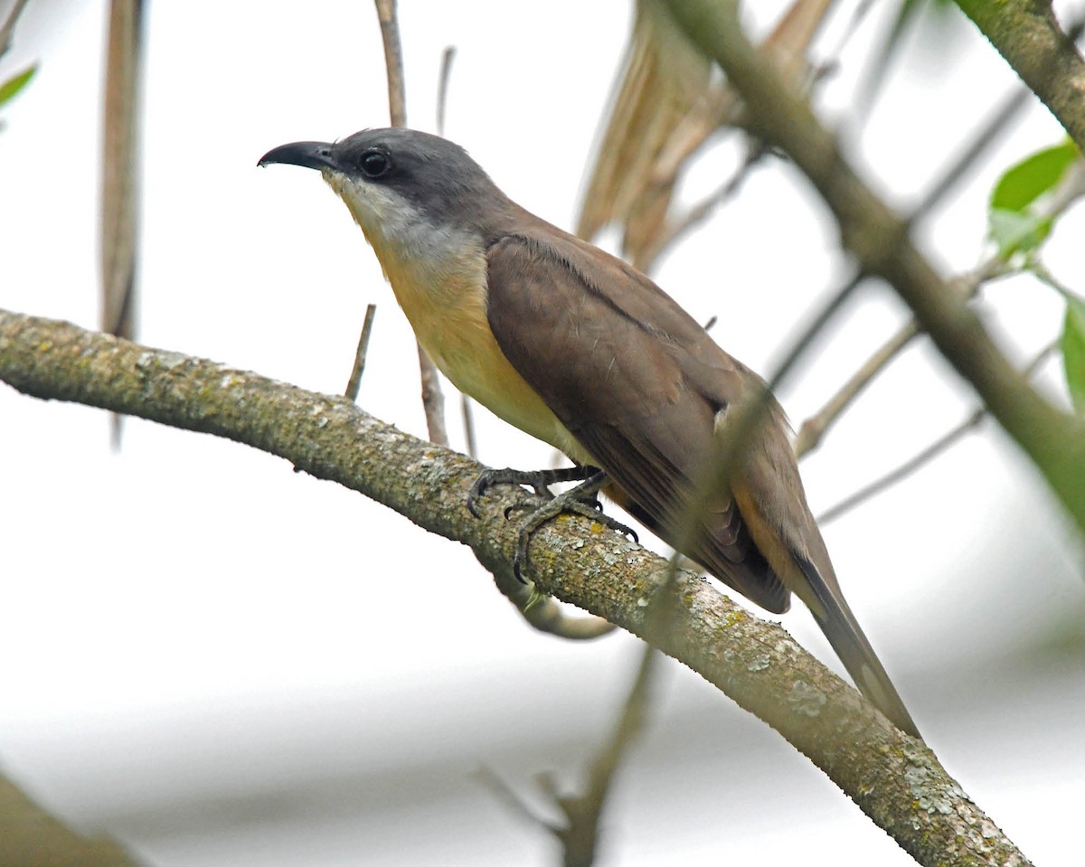 Dark-billed Cuckoo - ML205818481