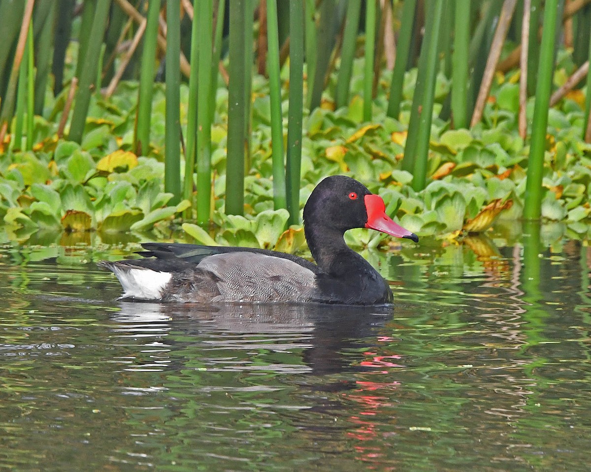 Rosy-billed Pochard - ML205818521