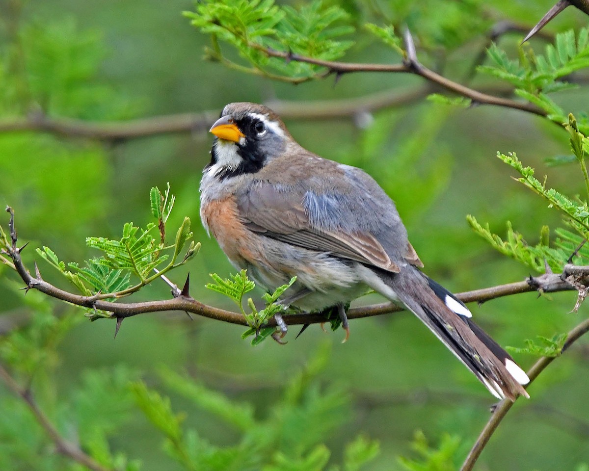 Many-colored Chaco Finch - ML205818551