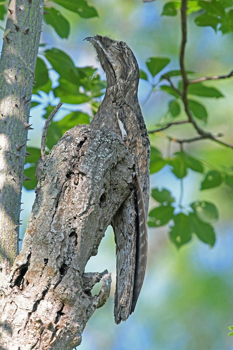 Common Potoo - ML205818701