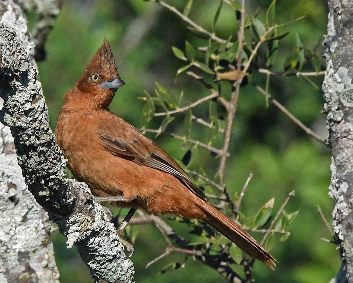 Brown Cacholote - ML205818761