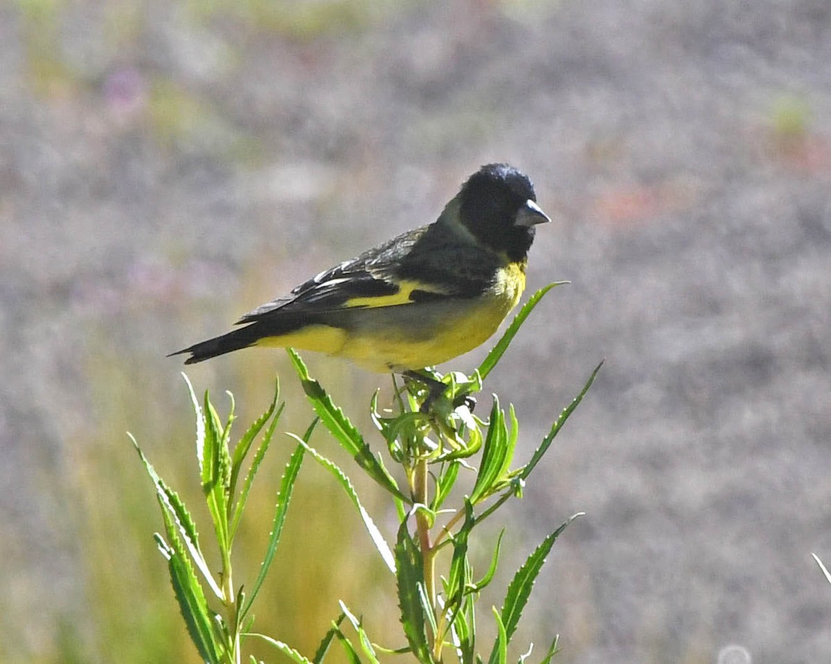 Thick-billed Siskin - Tini & Jacob Wijpkema