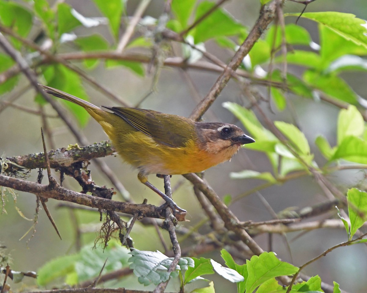 Common Chlorospingus (Southern Bolivia) - Tini & Jacob Wijpkema