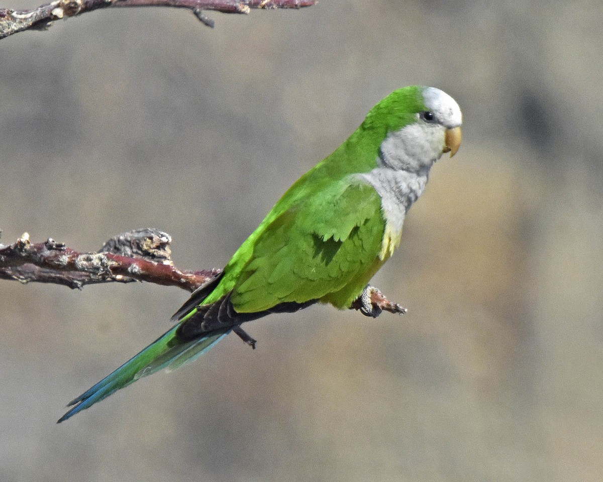 ML205819041 - Monk Parakeet (Cliff) - Macaulay Library