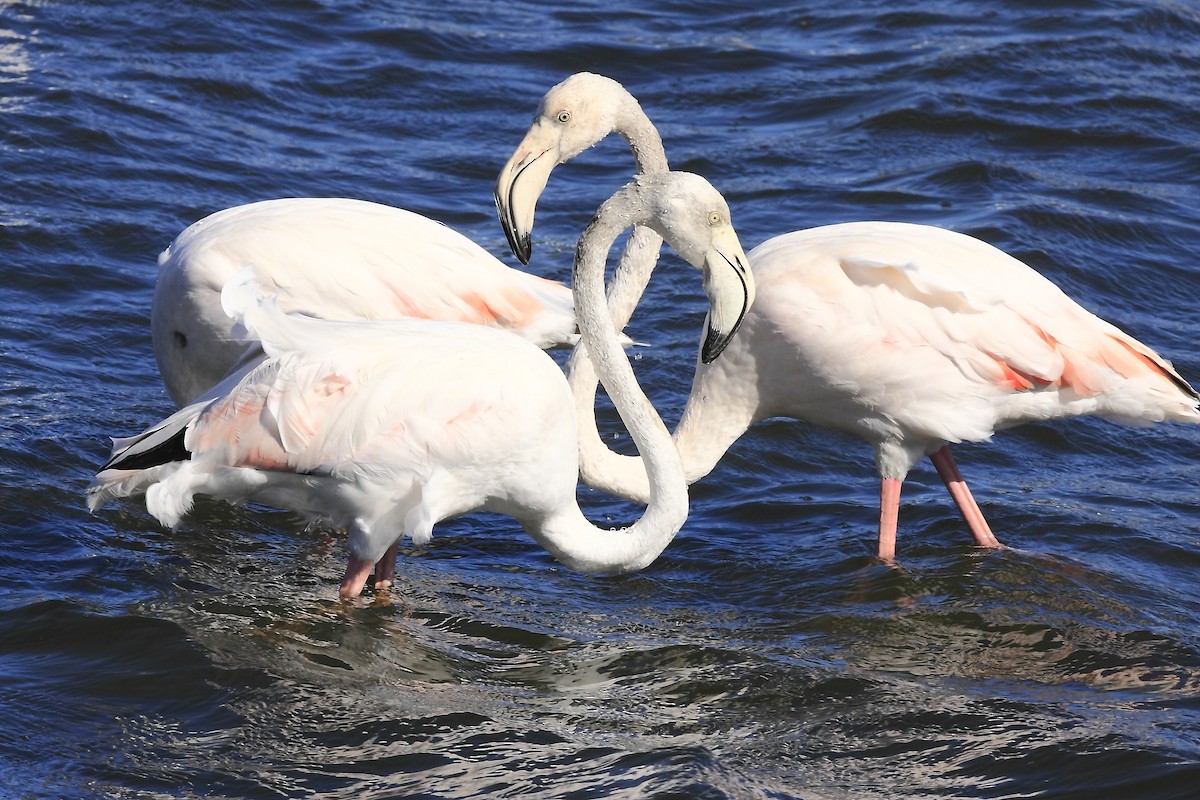 Greater Flamingo - Loutjie Steenberg