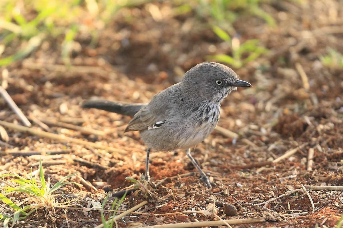 Chestnut-vented Warbler - ML205819751