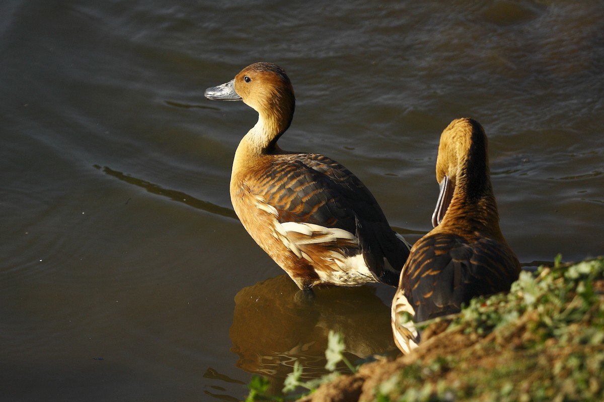 Fulvous Whistling-Duck - ML205819781