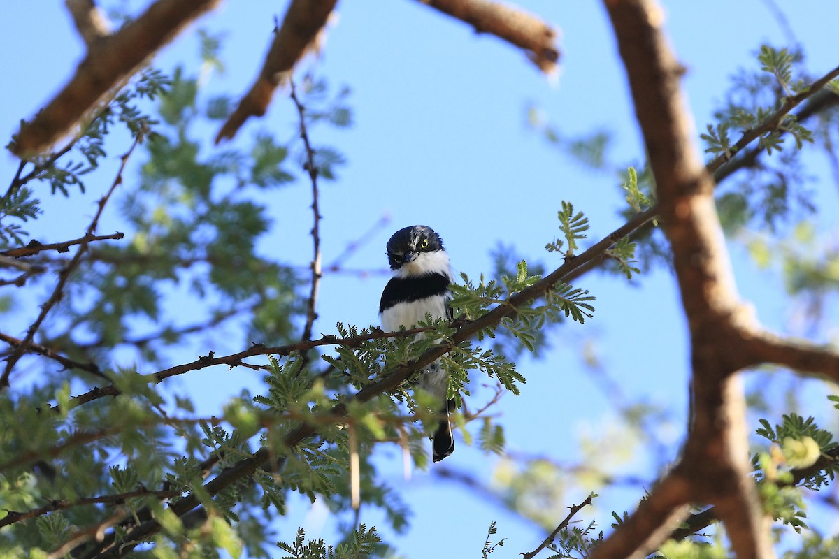 Pririt Batis - ML205819791