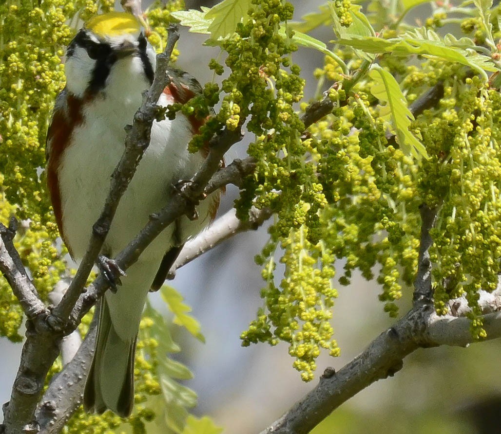 Chestnut-sided Warbler - ML205820081