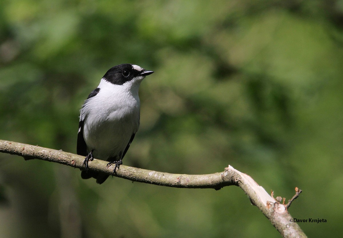 Collared Flycatcher - ML205820921