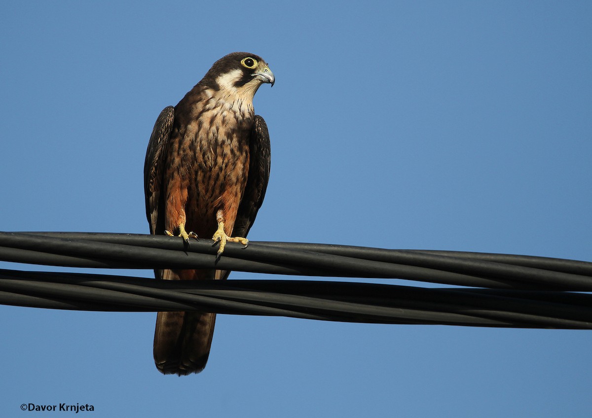 Eleonora's Falcon - ML205820971