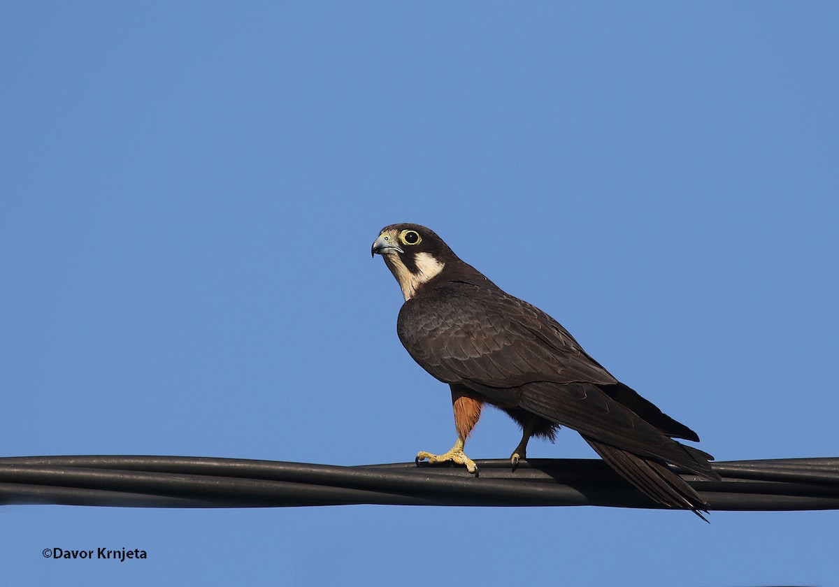 Eleonora's Falcon - ML205820981