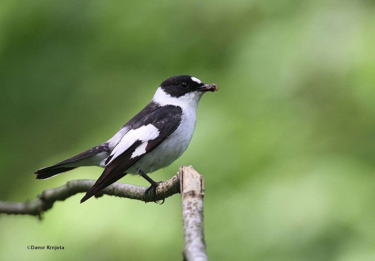 Collared Flycatcher - Davor Krnjeta