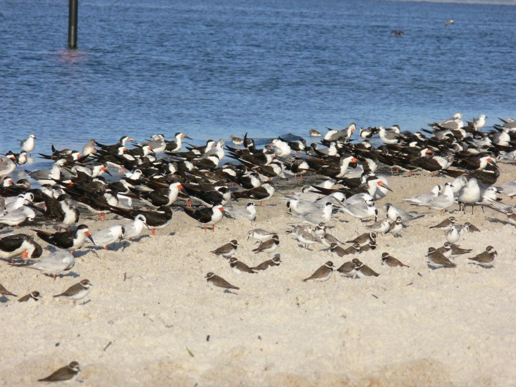 Black Skimmer - Lee Dusing