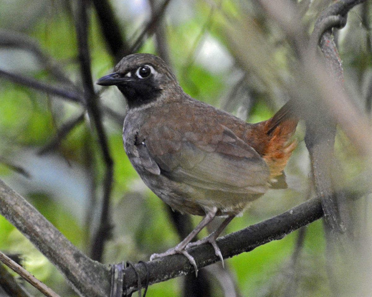 Black-faced Antthrush (Black-faced) - ML205821221