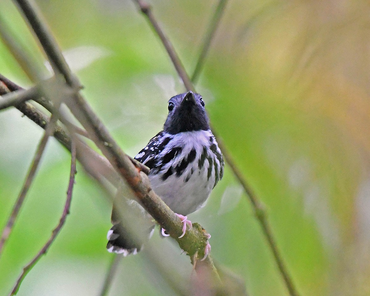 Spot-backed Antbird - Tini & Jacob Wijpkema