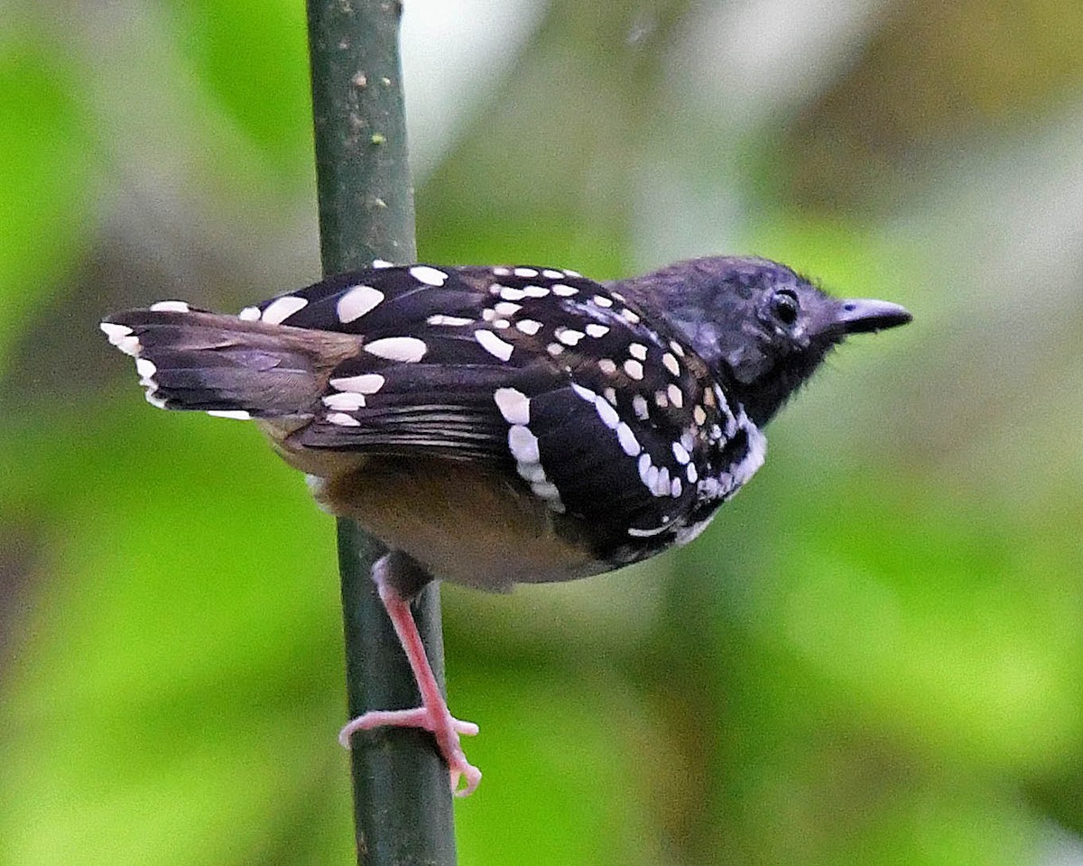 Spot-backed Antbird - Tini & Jacob Wijpkema