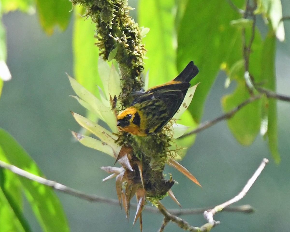 Golden Tanager (pulchra Group) - ML205821401