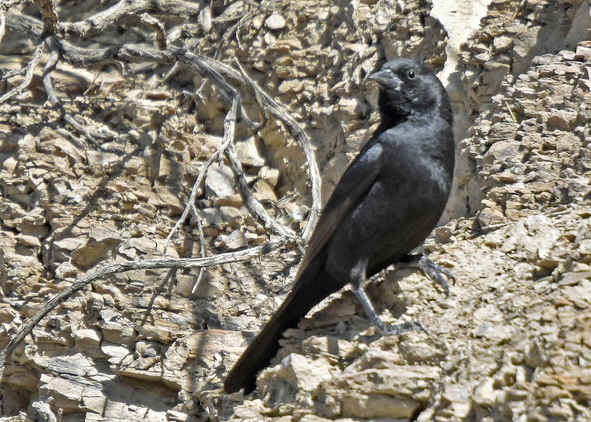 Bolivian Blackbird - Tini & Jacob Wijpkema