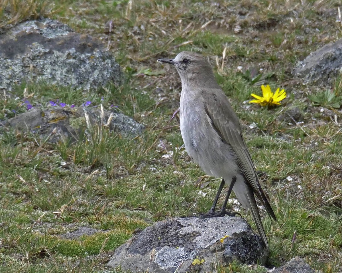 White-fronted Ground-Tyrant - ML205821631