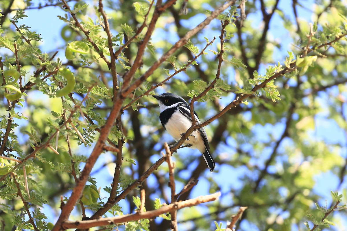 Pririt Batis - ML205821681