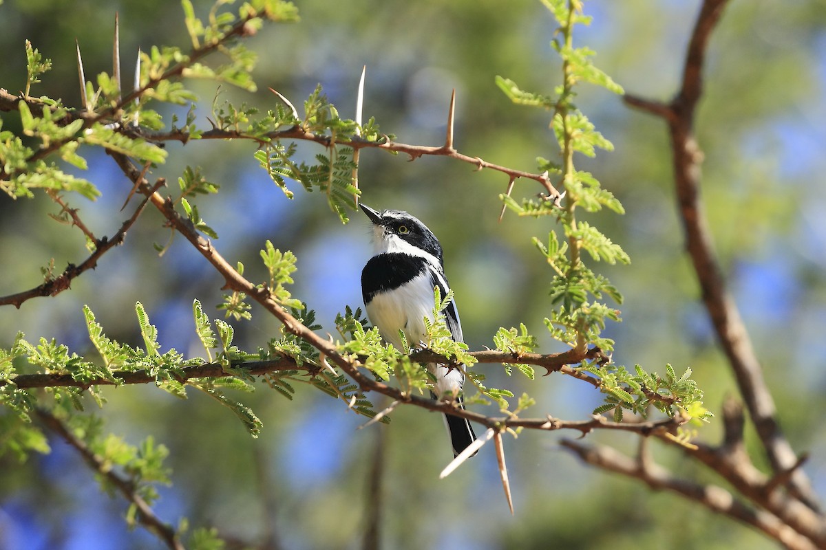 Pririt Batis - Loutjie Steenberg