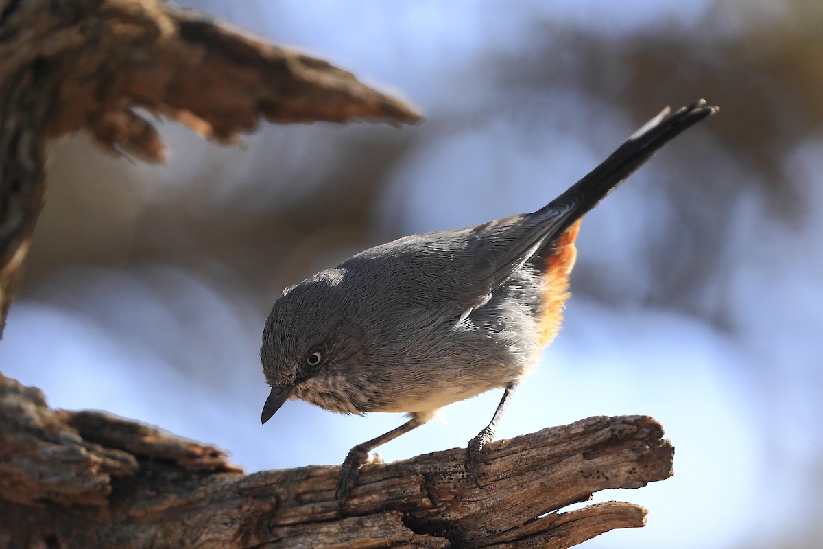 Chestnut-vented Warbler - ML205821711