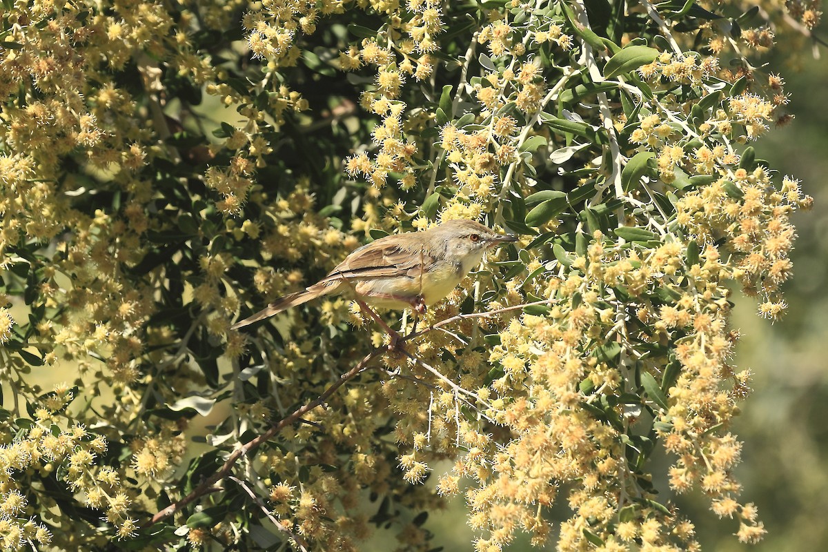 Black-chested Prinia - ML205821741