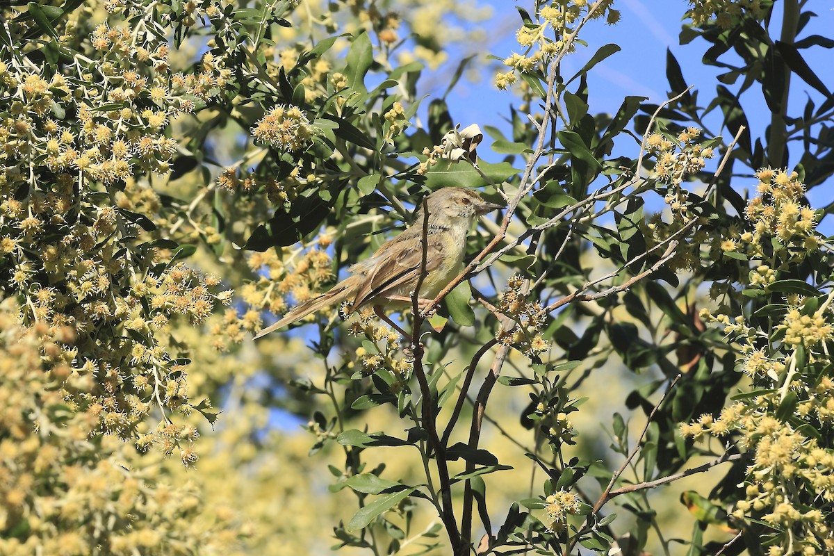 Black-chested Prinia - ML205821761
