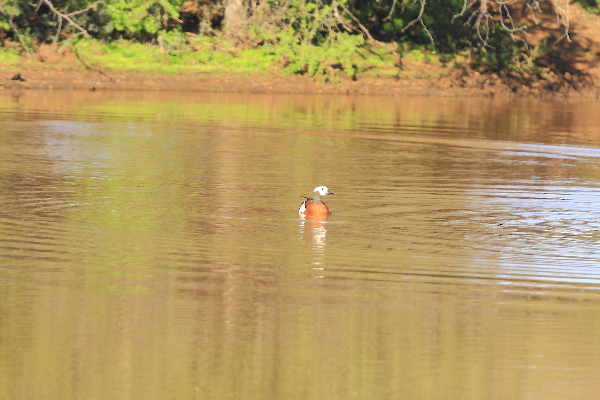 South African Shelduck - ML205821831