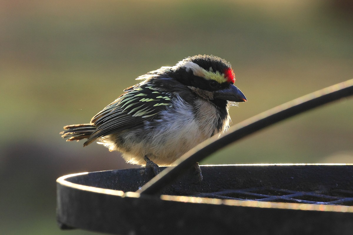 Pied Barbet - ML205821861