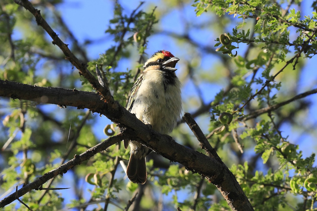 Pied Barbet - ML205821881