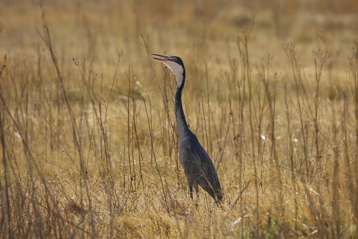 Black-headed Heron - ML205821911