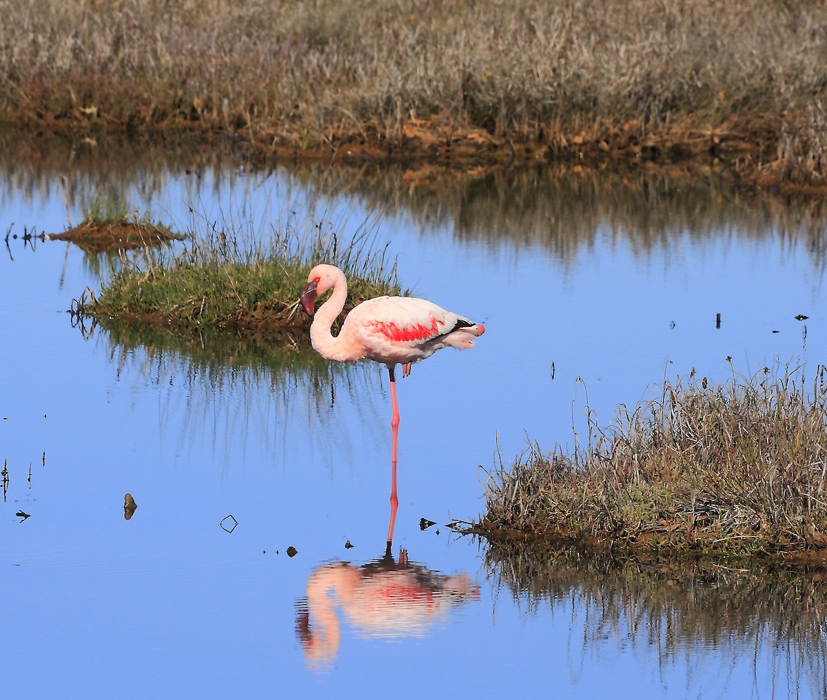 Lesser Flamingo - ML205822071