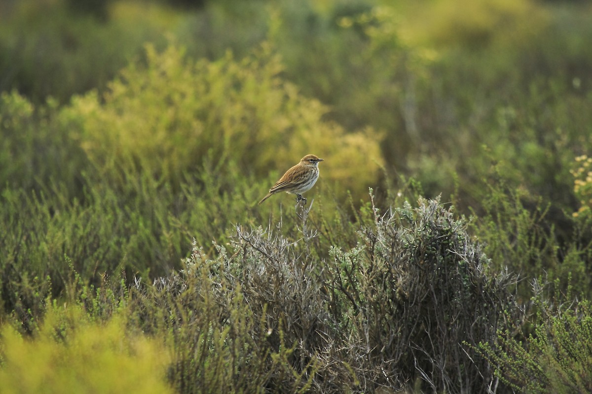 Alouette du Karoo - ML205822161