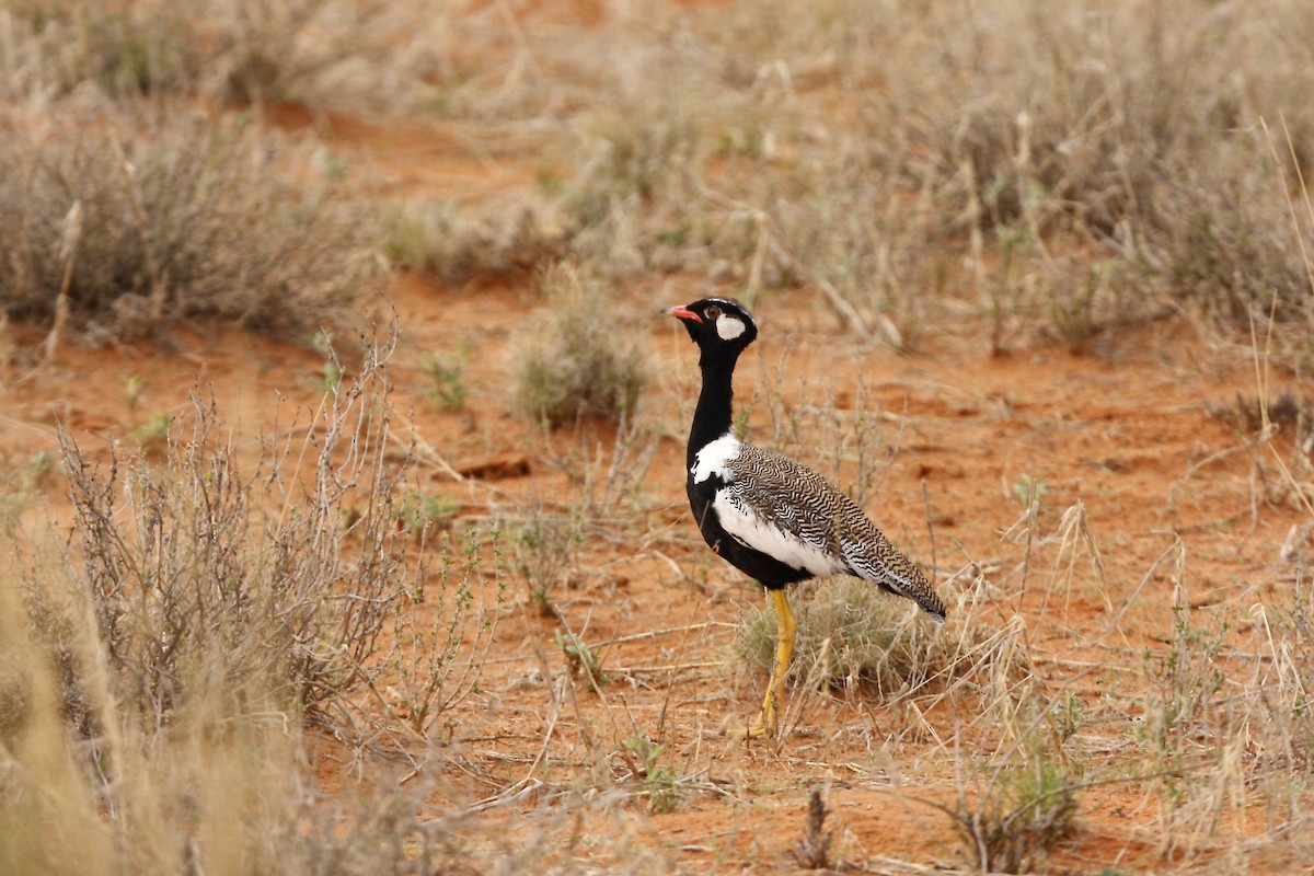 White-quilled Bustard - ML205822261