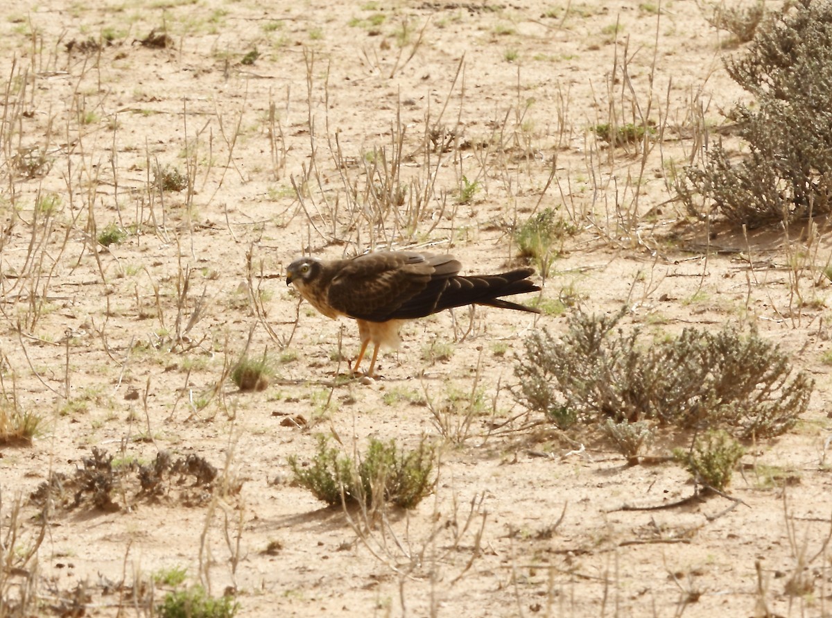 Montagu's Harrier - ML205822301