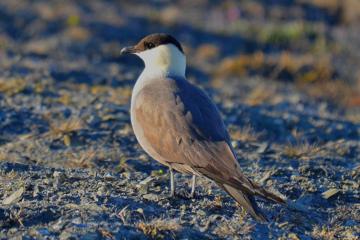 Long-tailed Jaeger - Ken Simonite