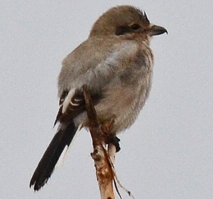 Northern Shrike (American) - Ken Simonite