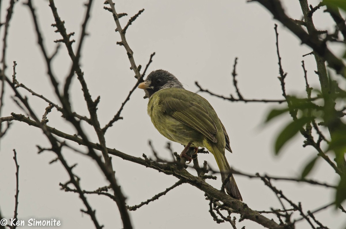 Collared Finchbill - Ken Simonite