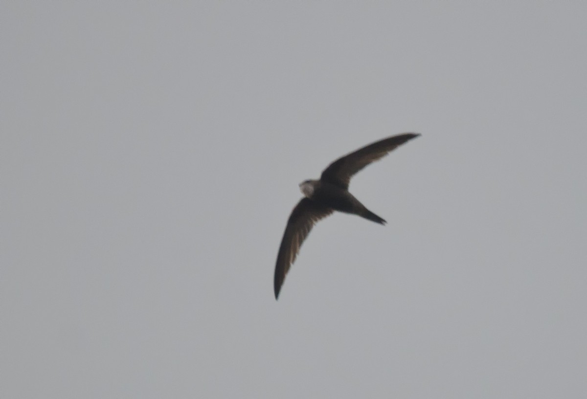 Pallid Swift - ML205823441