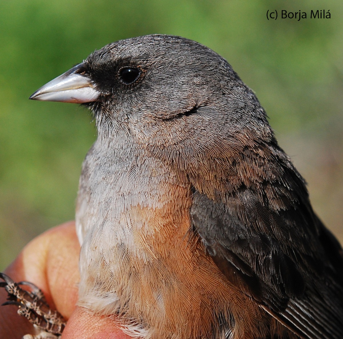 Guadalupe Junco - ML205823501