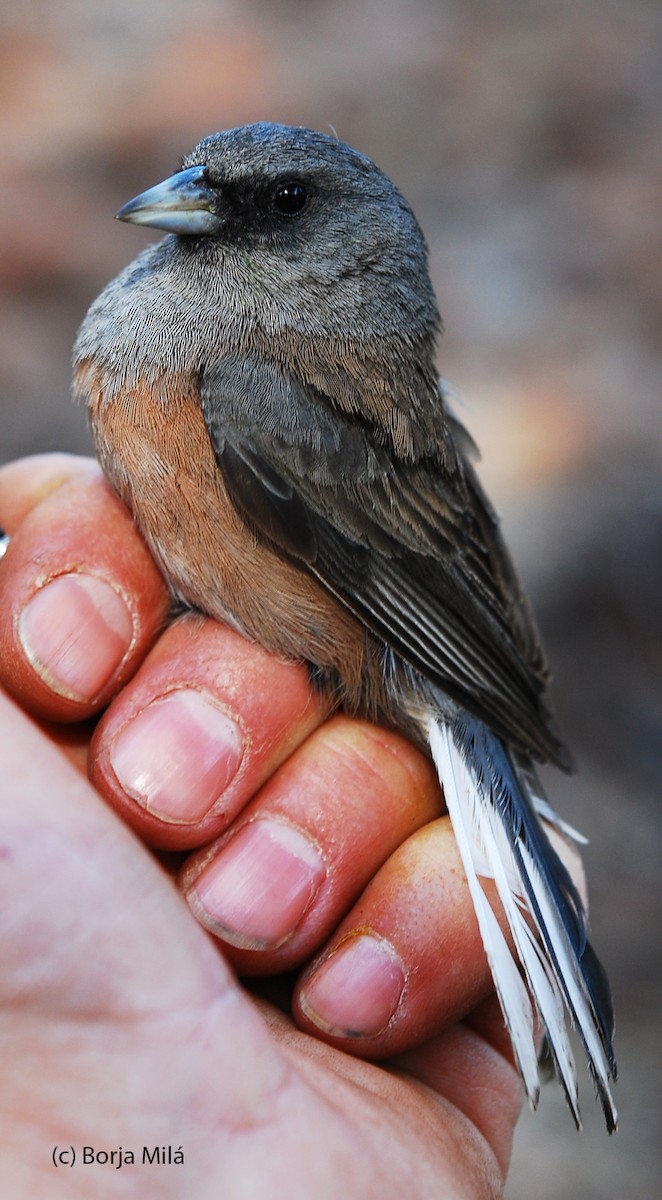 Guadalupe Junco - ML205823511