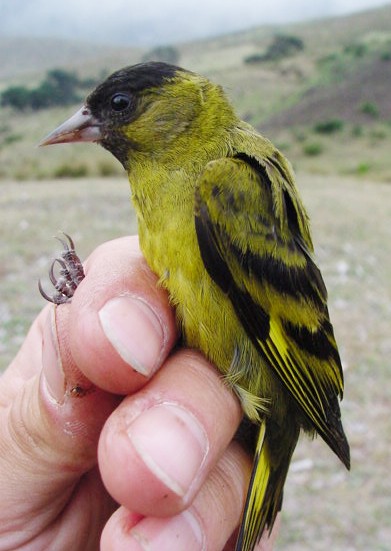 Black-capped Siskin - ML205823521