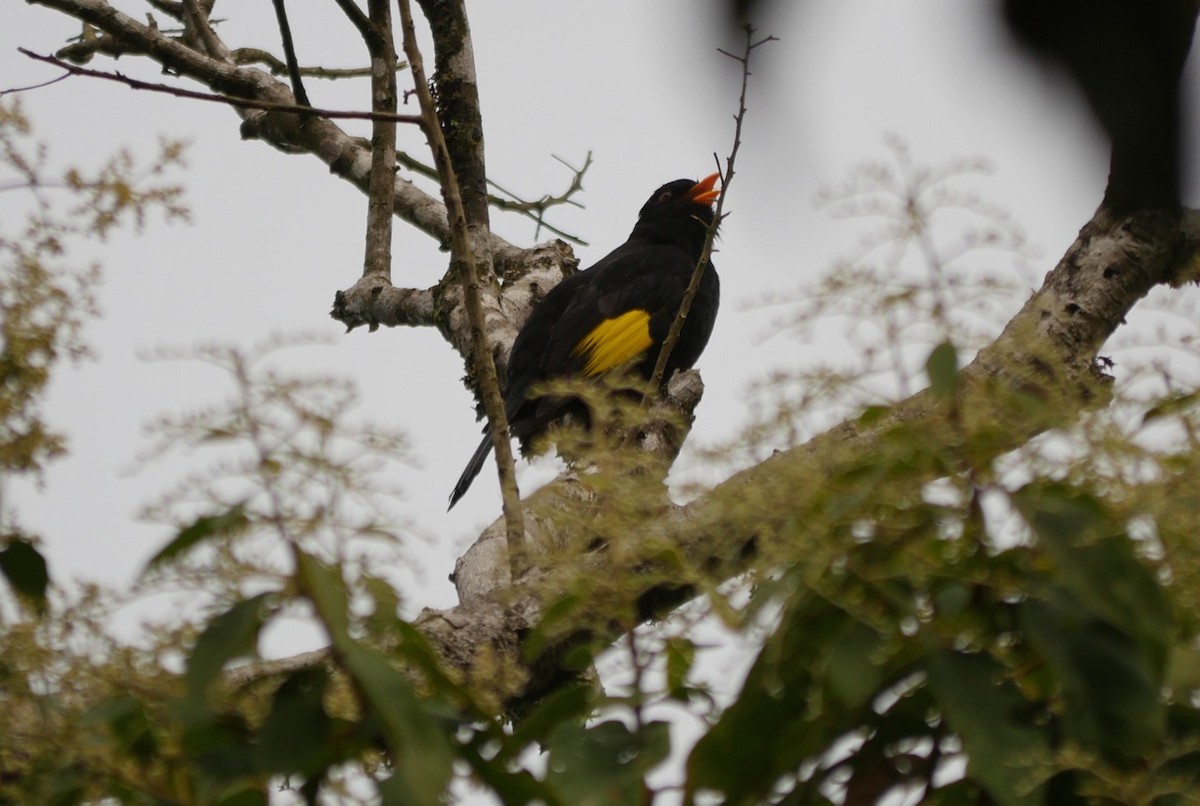 Black-and-gold Cotinga - Greg Baker