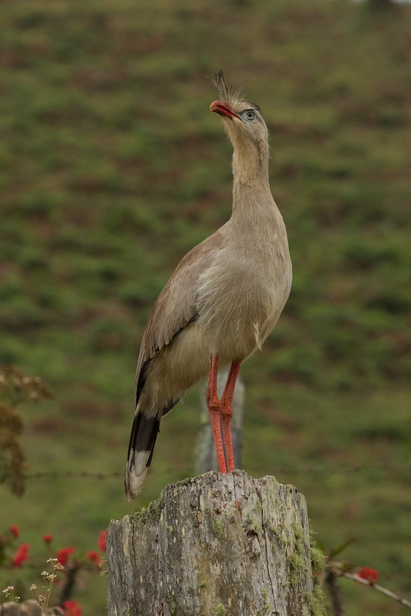 Red-legged Seriema - Greg Baker