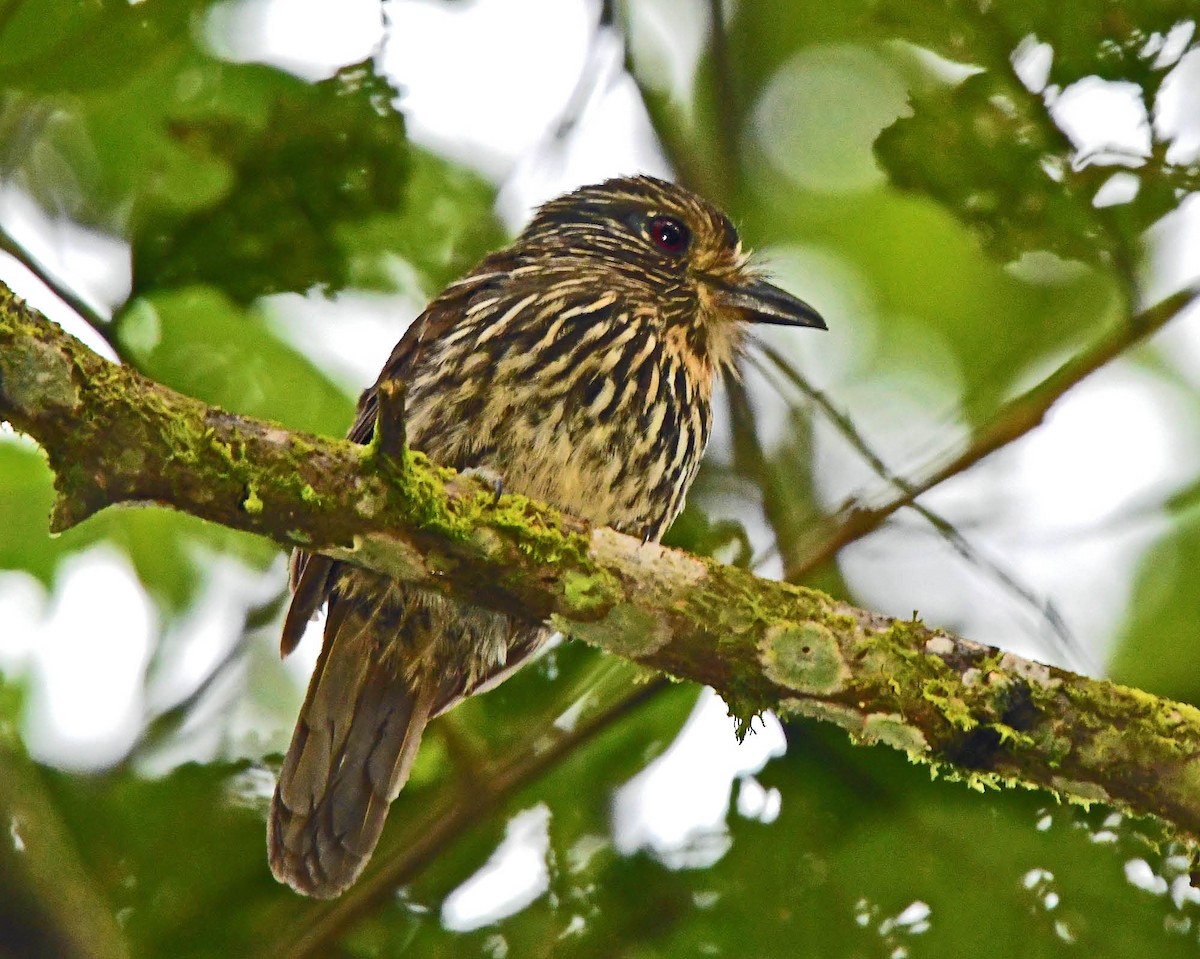 Black-streaked Puffbird - ML205823811