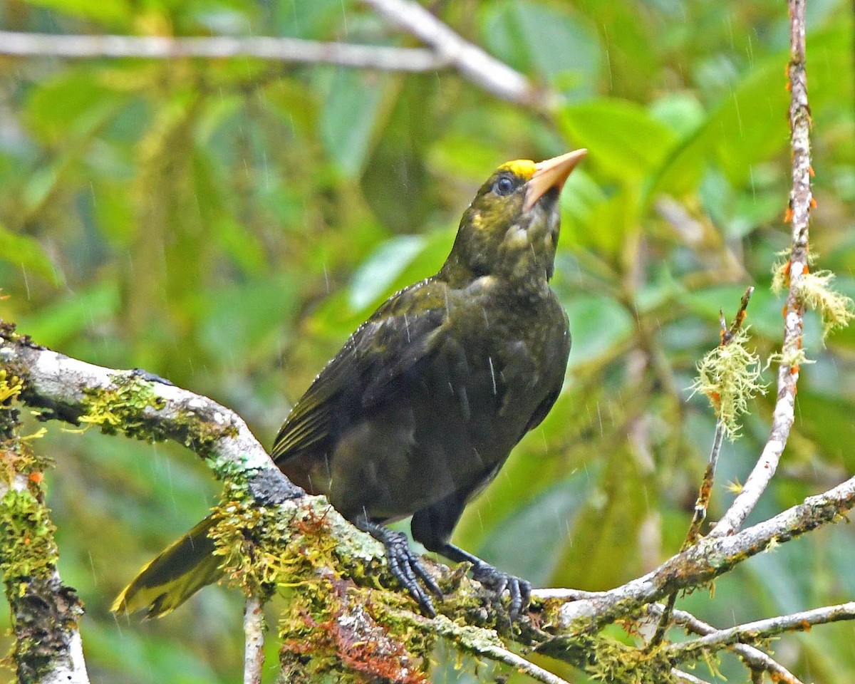 Dusky-green Oropendola - ML205823891