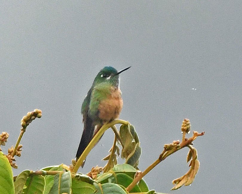 Long-tailed Sylph - ML205823941