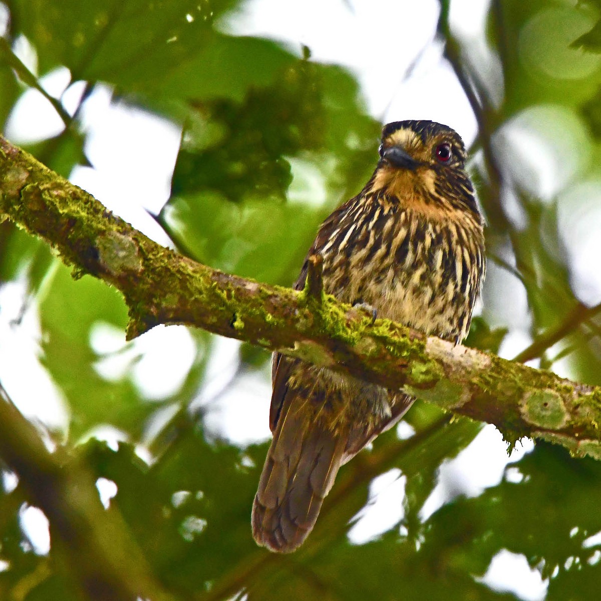 Black-streaked Puffbird - ML205824001